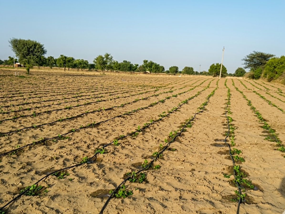 Agricultural Drip Irrigation Field