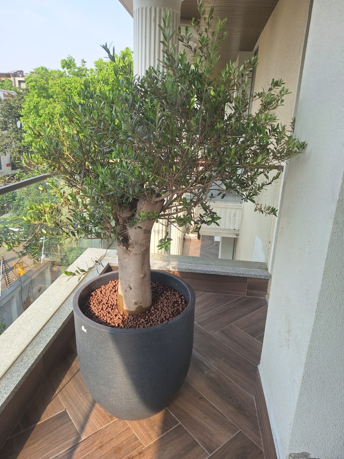 Balcony Olive Tree Design