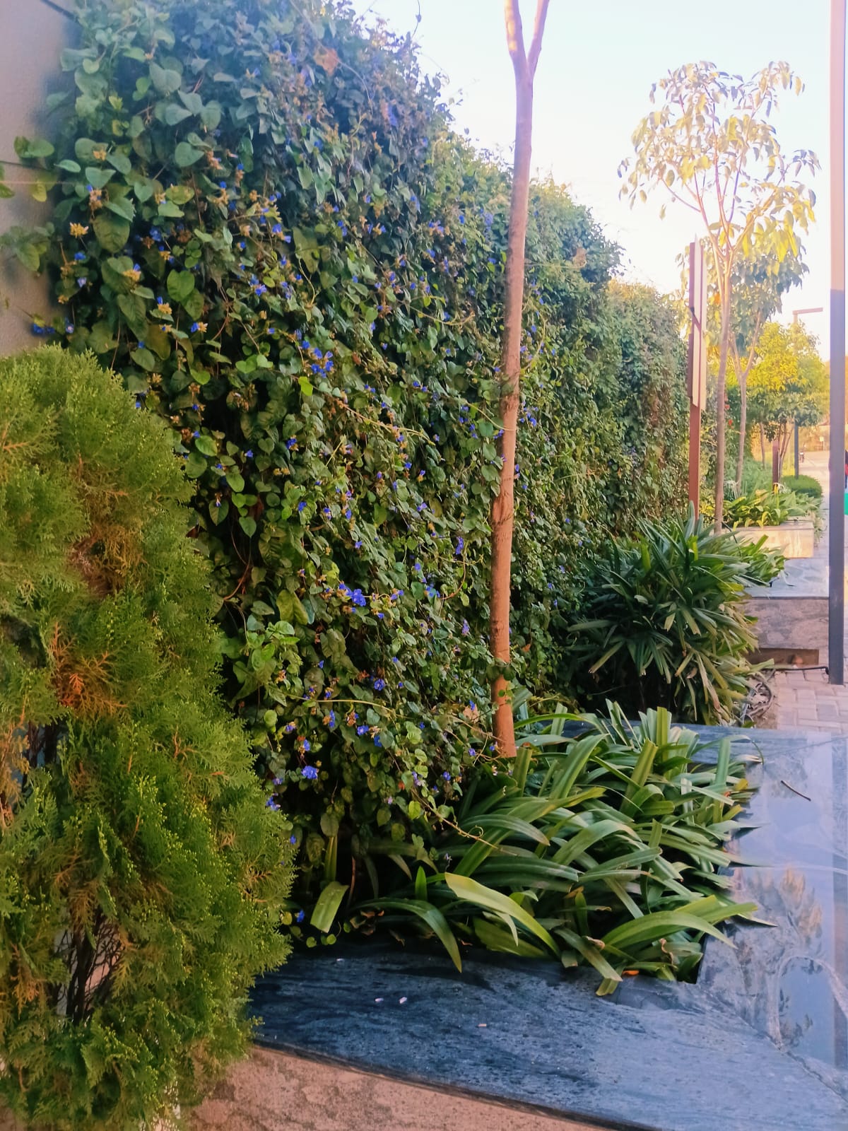 Climbing Vines on Vertical Wall