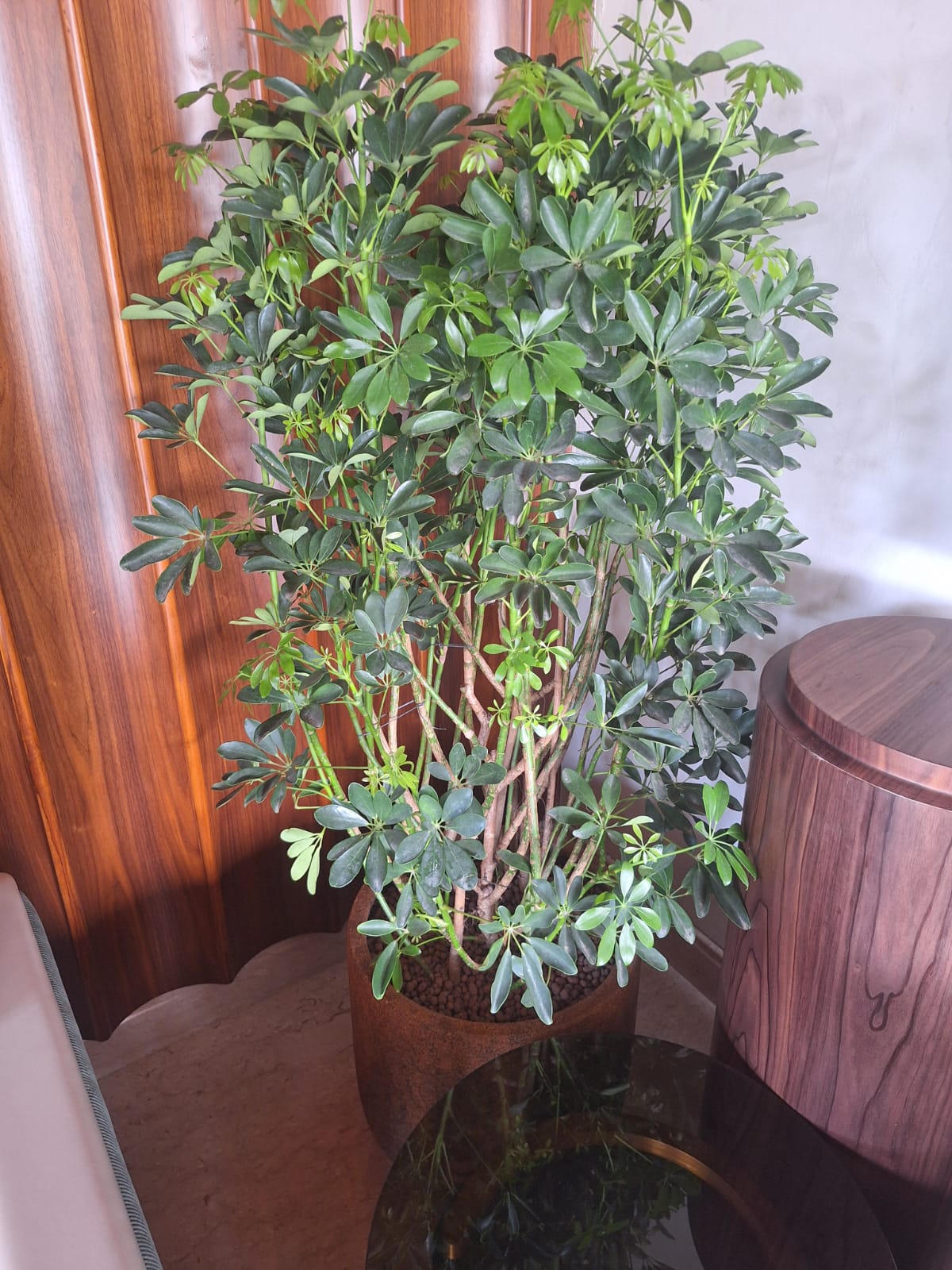 Indoor Potted Tree