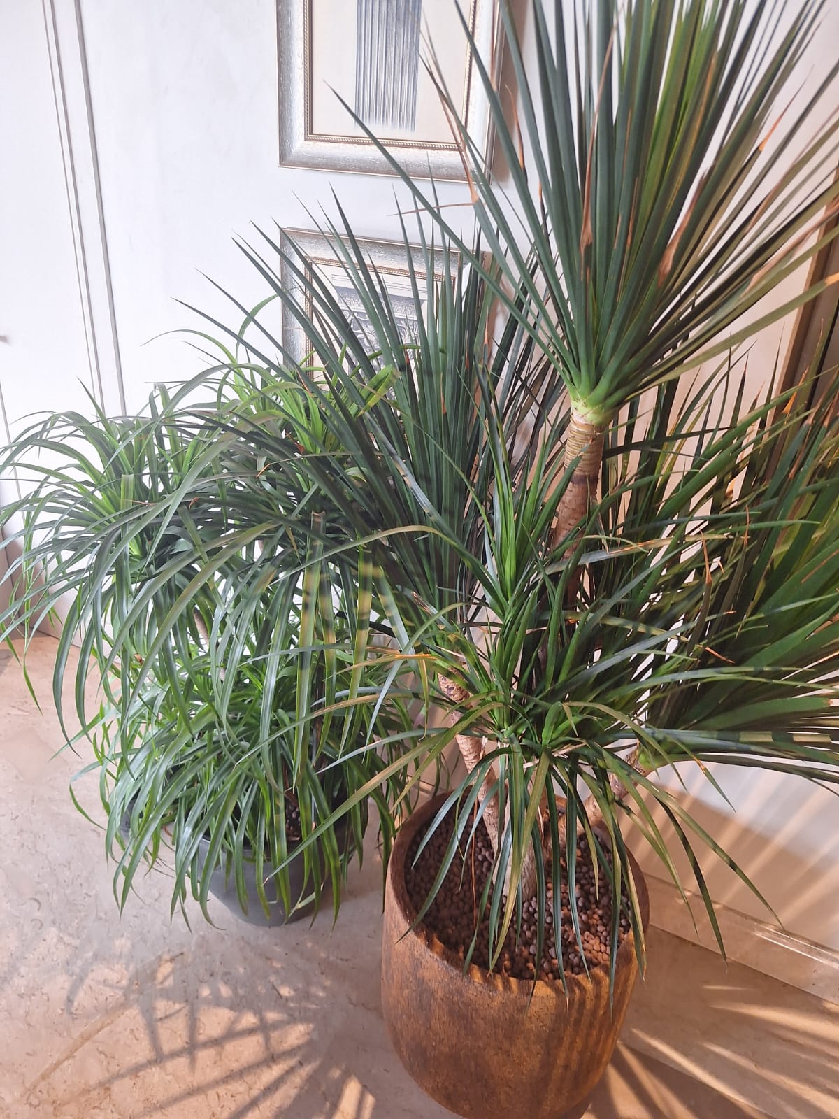 Indoor Strappy Plant Specimen