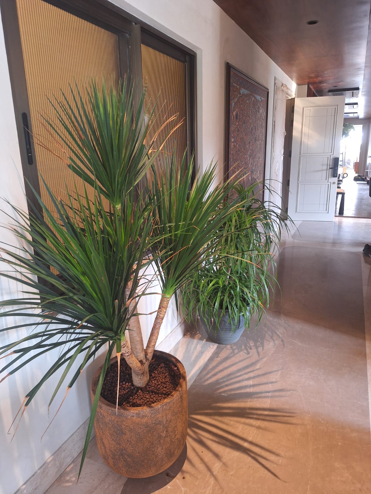 Interior Ornamental Grass Display