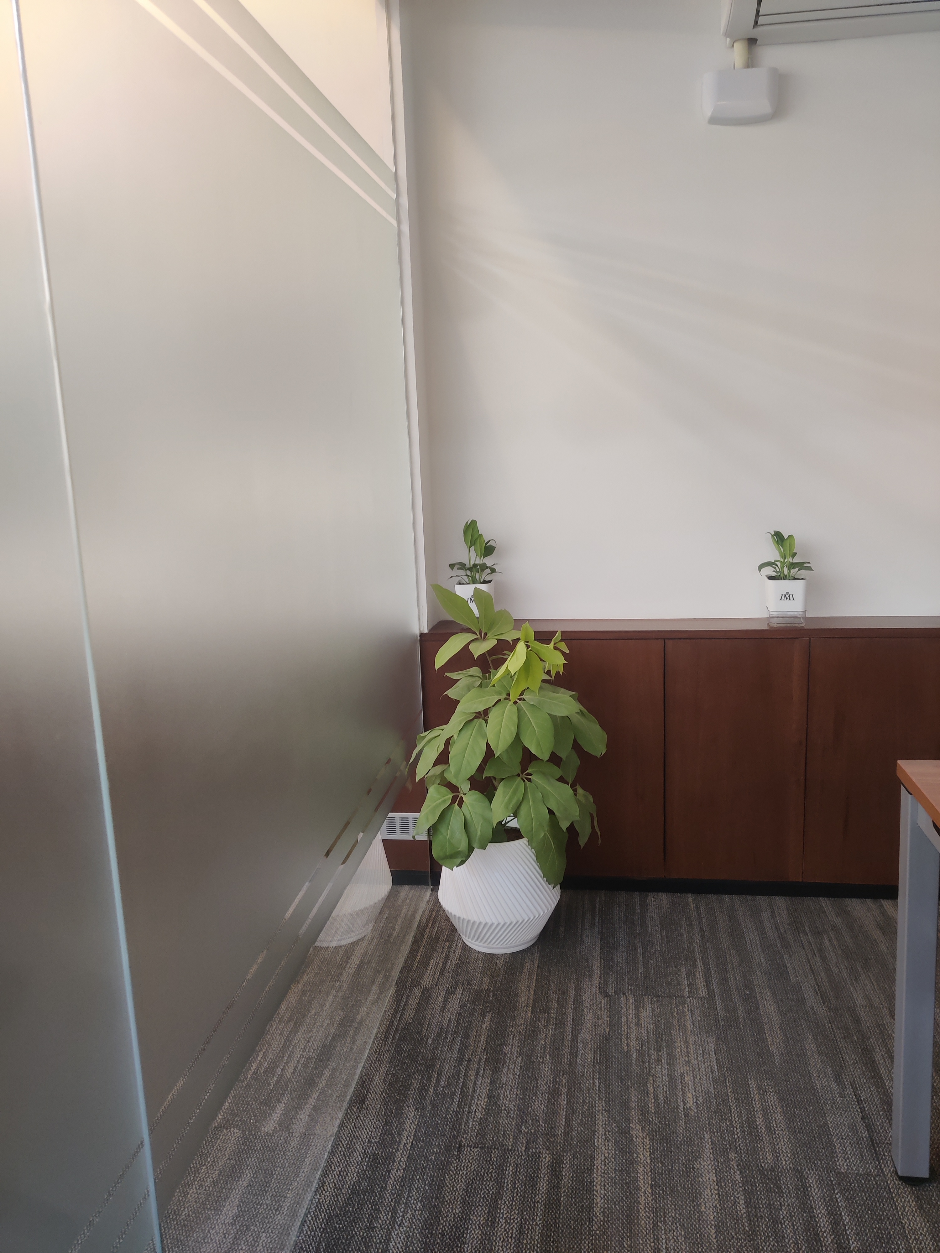 Corporate Office Plant Installation