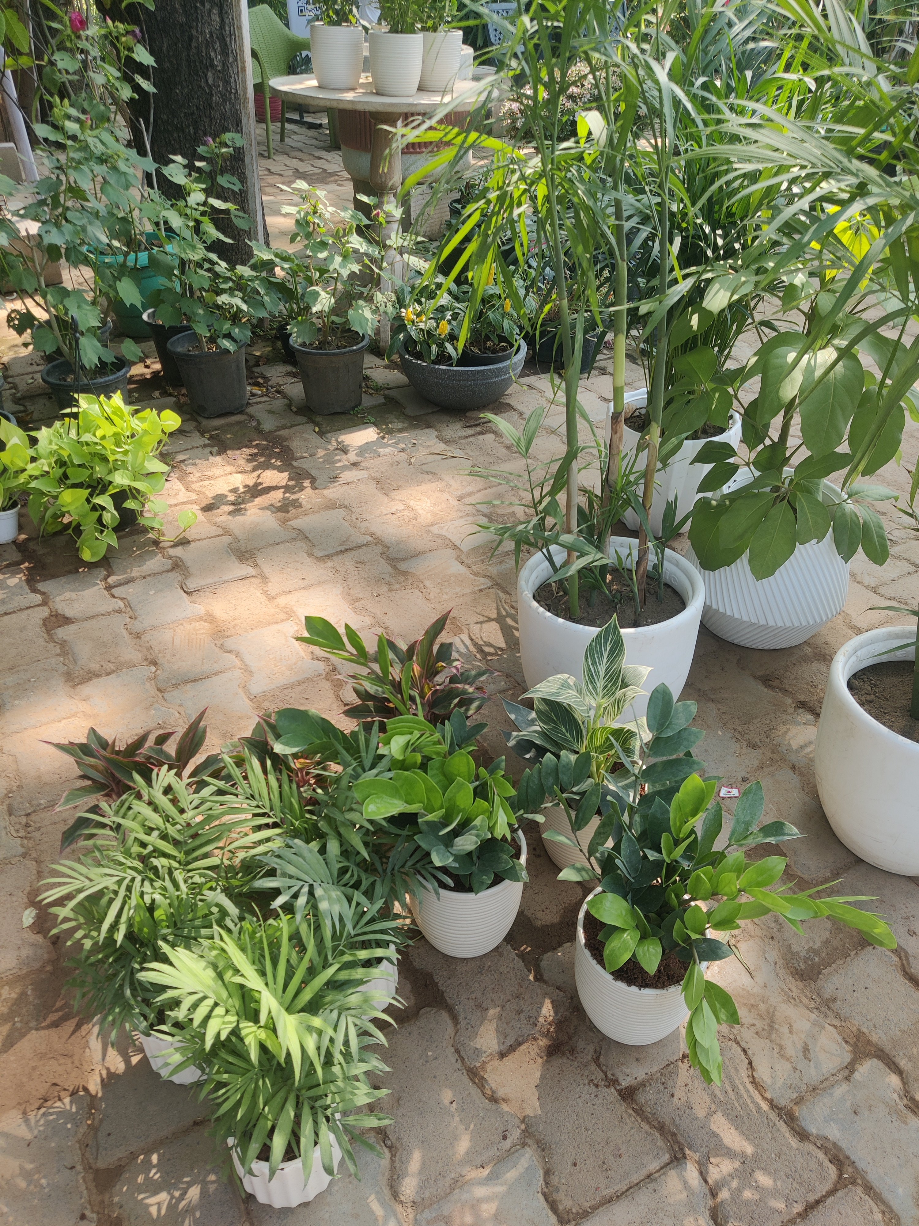 Patio Garden Plant Arrangement