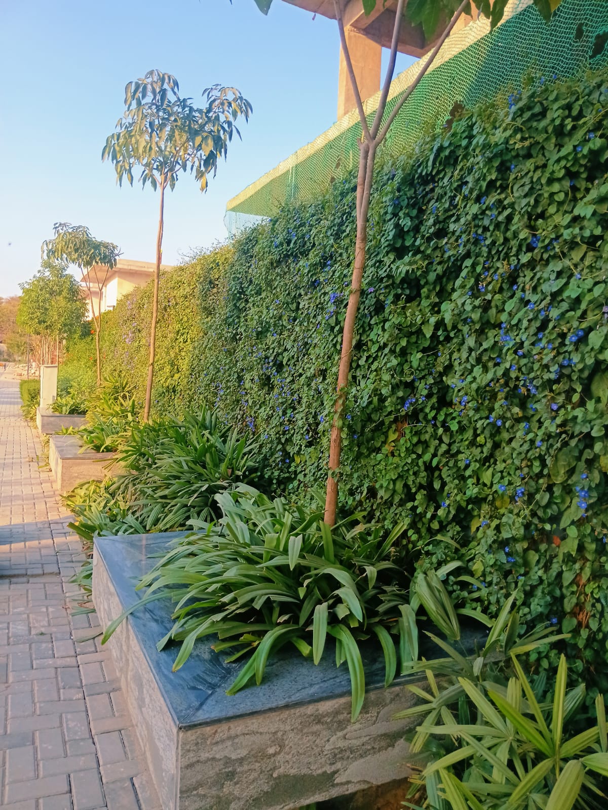 Rooftop Climbing Plant Garden